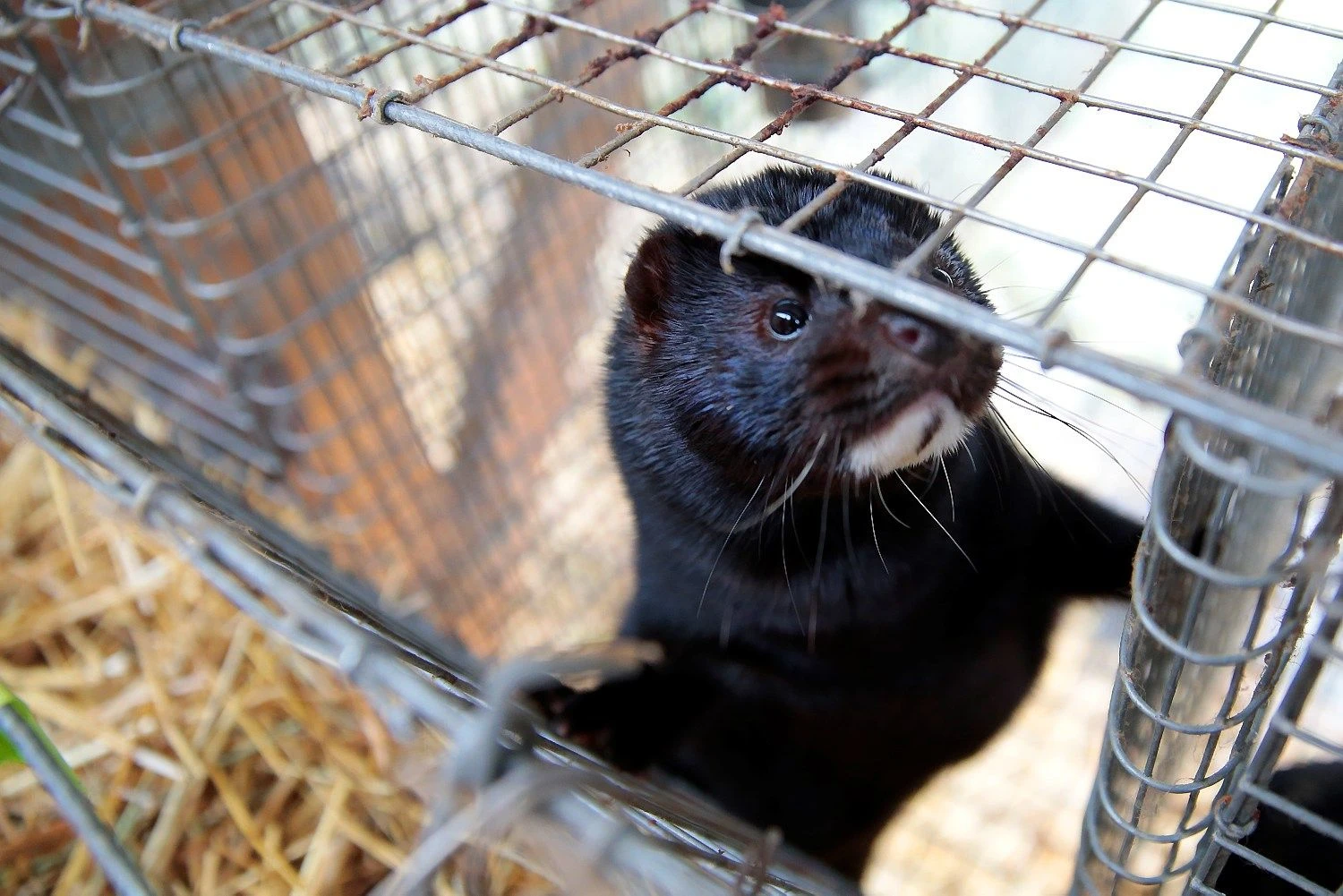 Audinės kailiuko kaina aukcionuose svyruoja nuo 5 iki 70 Eur.
Vladimiro Ivanovo (VŽ) nuotr.