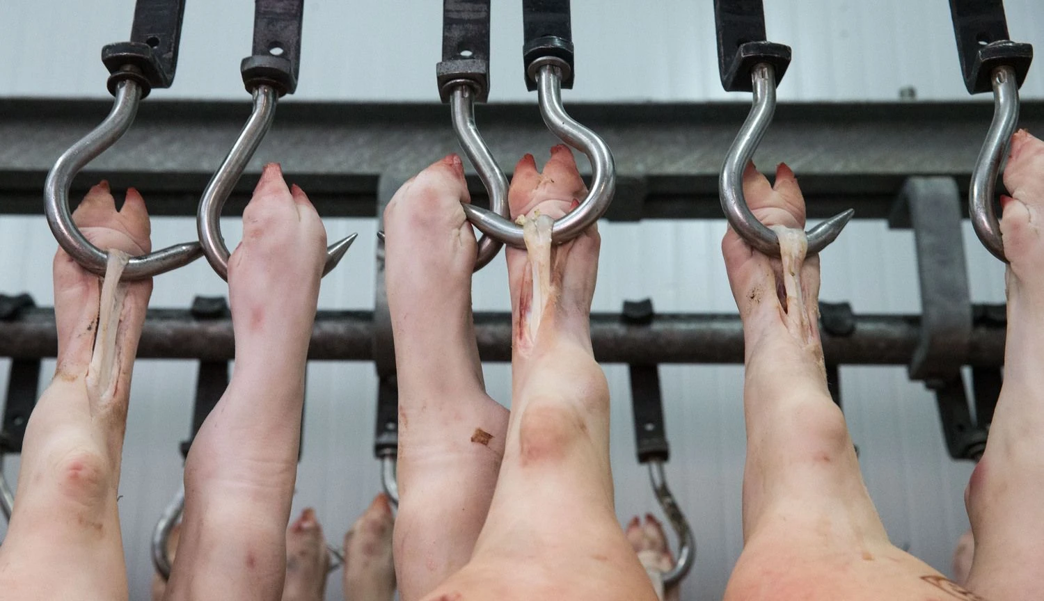 Juditos Grigelytės (VŽ) nuotr.