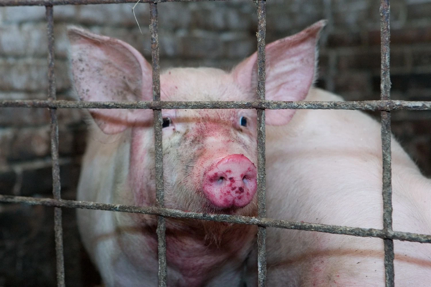 Juditos Grigelytės (VŽ) nuotr. 