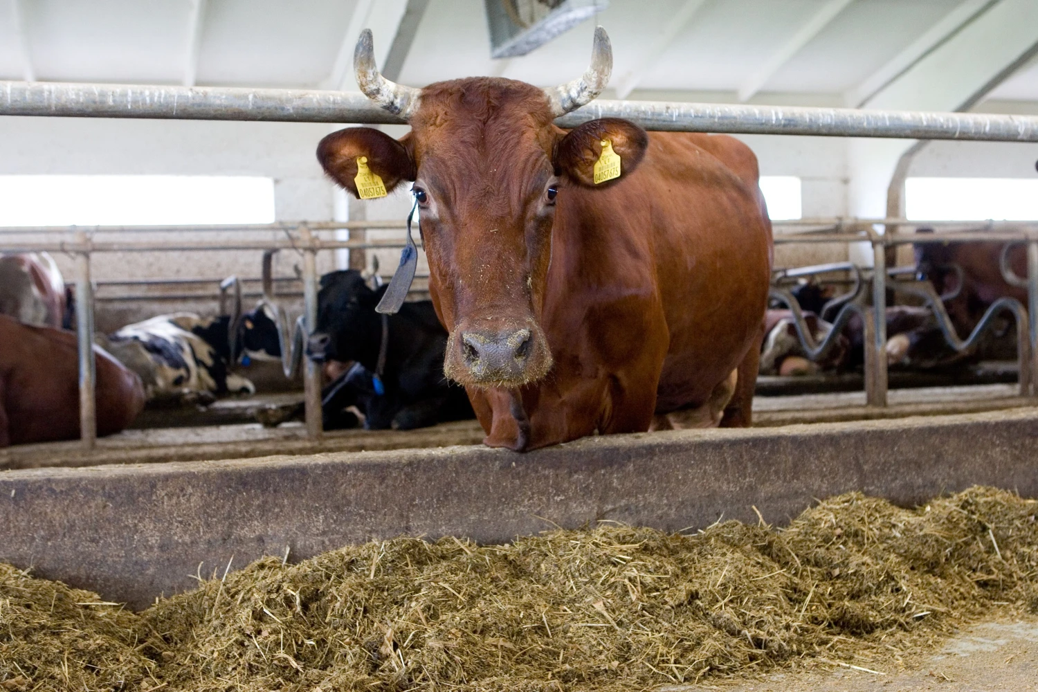 Skaičiuojama, kad pieno ūkių per penkmetį gali sumažėti perpus.
Juditos Grigelytės (VŽ) nuotr.