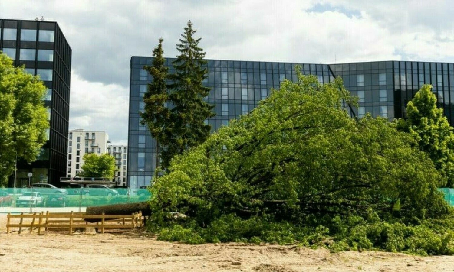 Rinktinės gatvėje nukirstas ąžuolas. Žygimanto Gedvilos (BNS) nuotr.