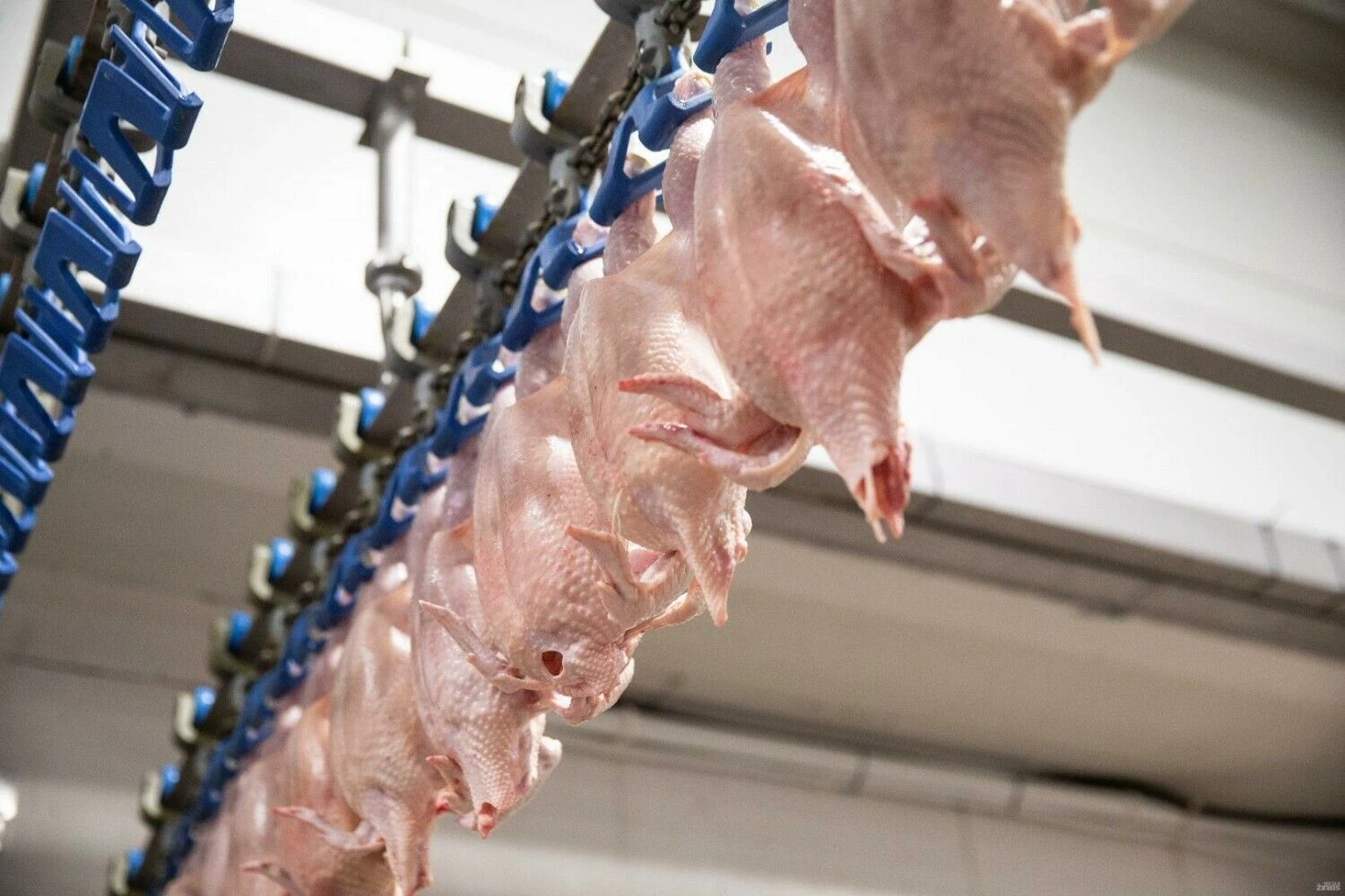 Vladimiro Ivanovo (VŽ) nuotr.