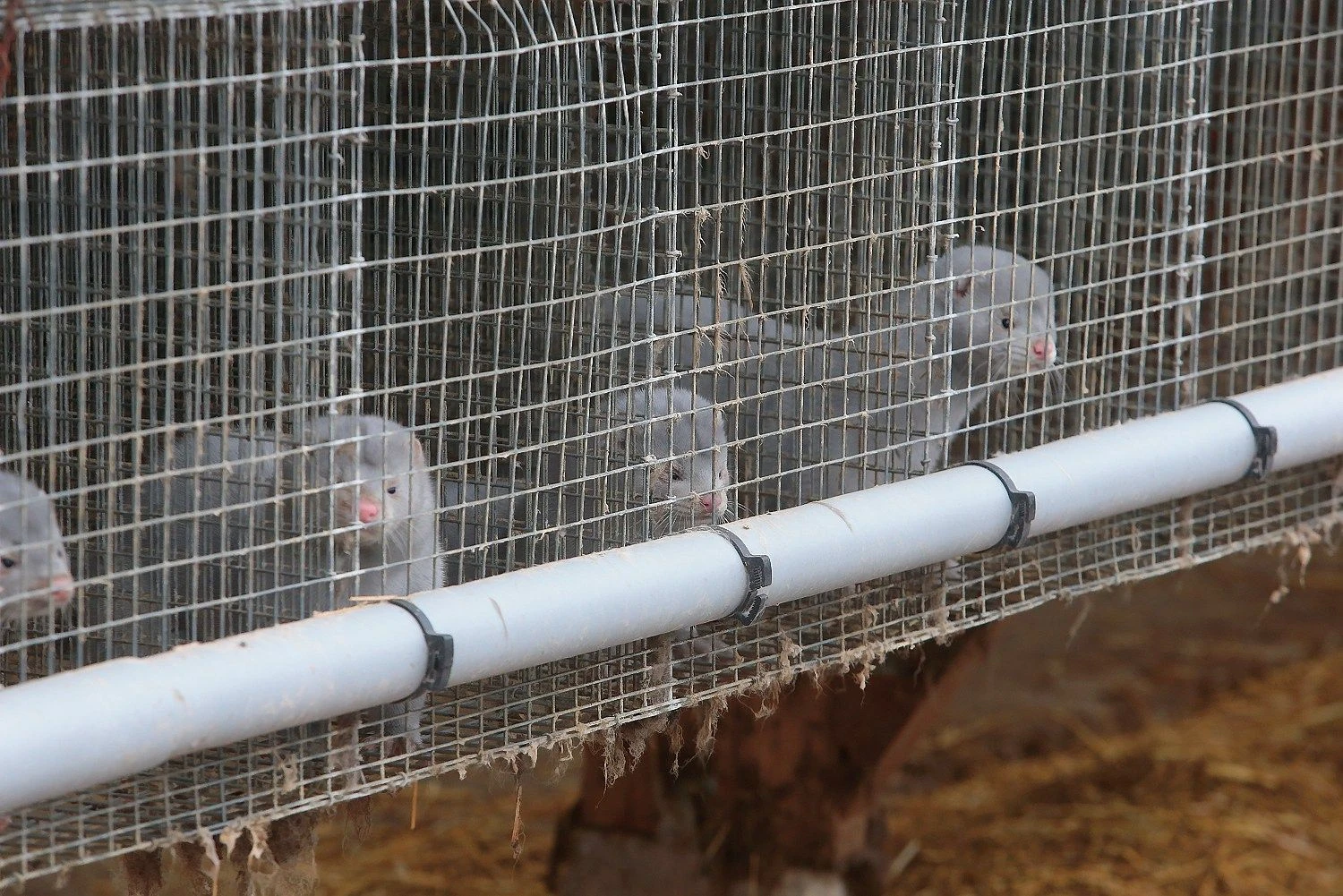 Vladimiro Ivanovo (VŽ) nuotr.