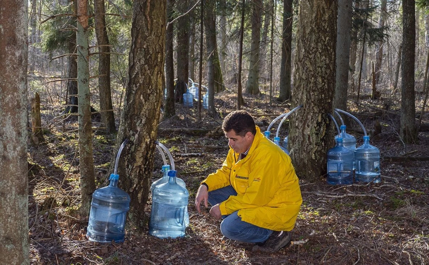 Šiemet ūkininkas Ritas Kvietkus planuoja išgauti 70–80 t sulos, po 100–120 l iš vieno beržo.
Asmeninio albumo nuotr.