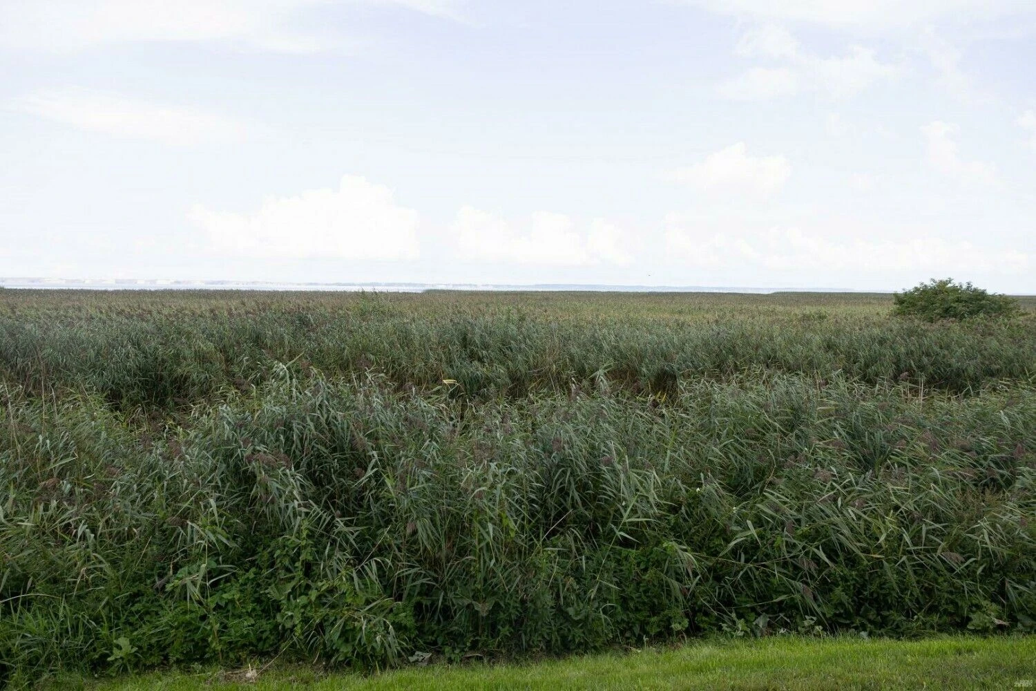 Svencelė. Vladimiro Ivanovo (VŽ) nuotr.