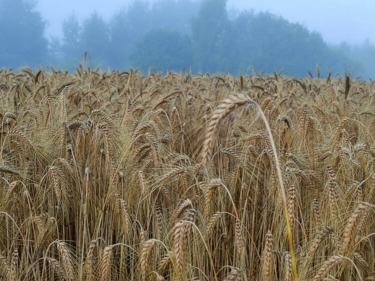 Vladimiro Ivanovo (VŽ) nuotr.