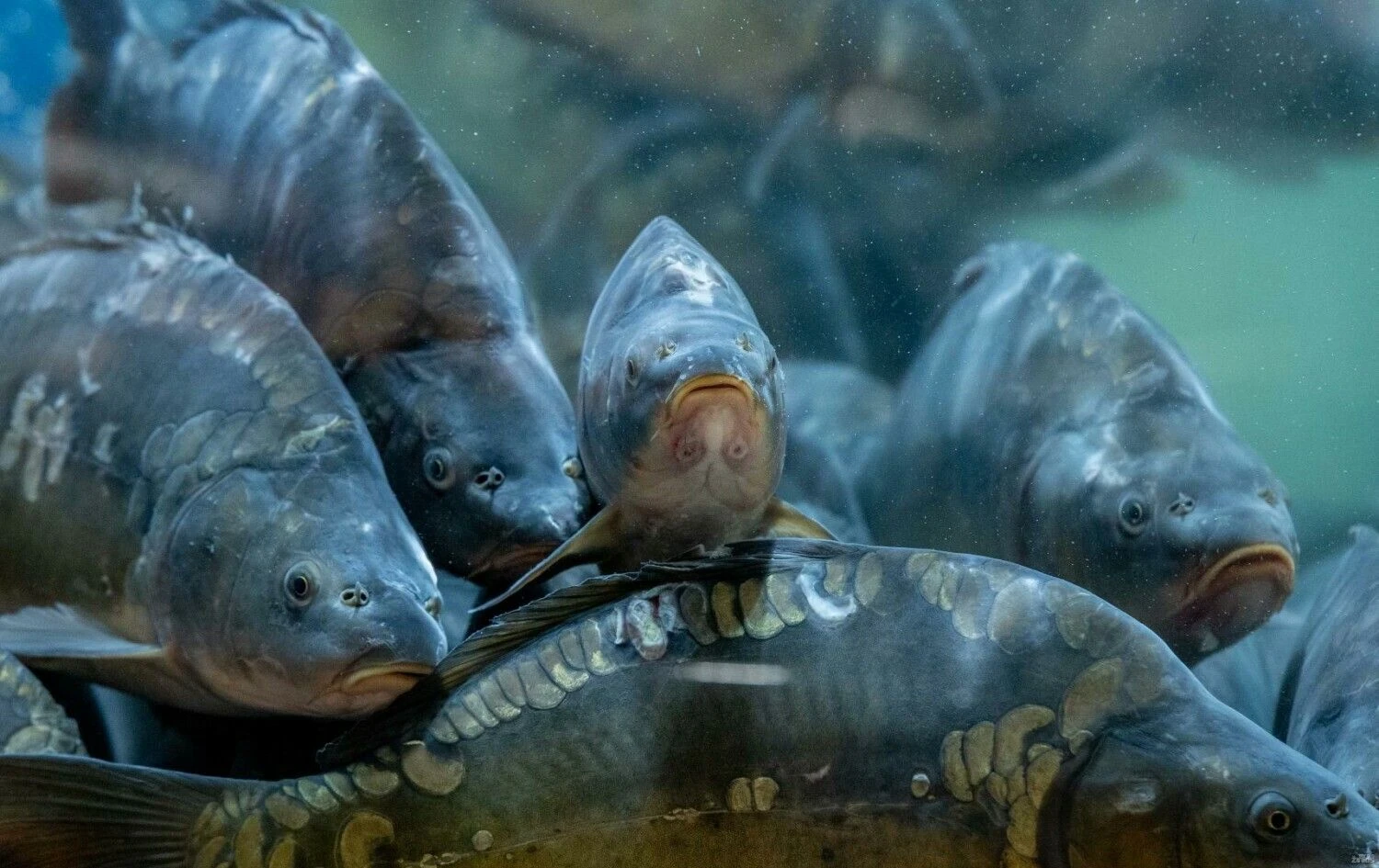 Juditos Grigelytės (VŽ) nuotr.