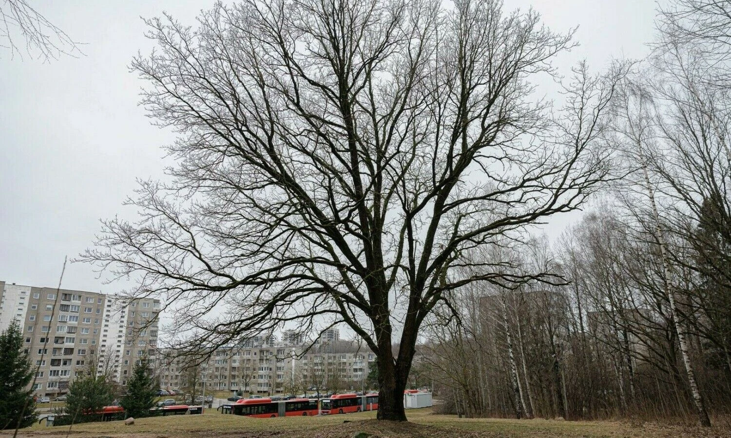 Ąžuolas Vilniuje L. Giros gatvėje, „Bonava Lietuvos“ sklype. Vladimiro Ivanovo (VŽ) nuotr.