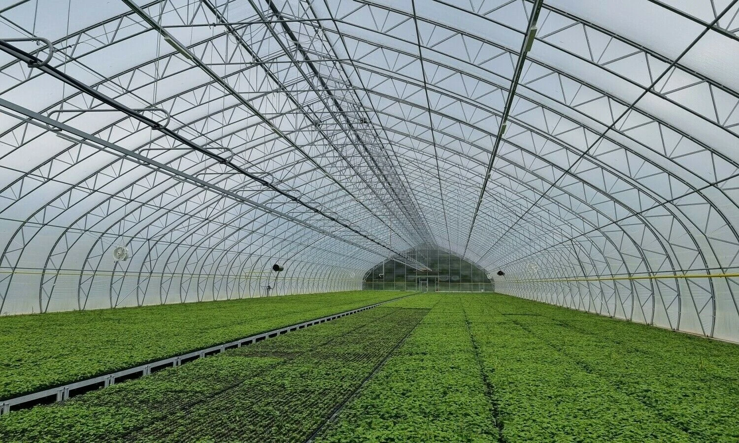 Medelynų padalinyje šiuo metu veiklą vykdo du modernūs, pažangias technologijas taikantys – Panevėžio bei Dubravos – medelynai, kuriuose miško sodmenys yra išauginami naudojant konteinerizuotą šaknų sistemą.