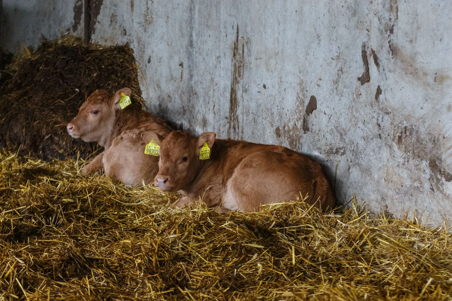 Vladimiro Ivanovo (VŽ) nuotr.
