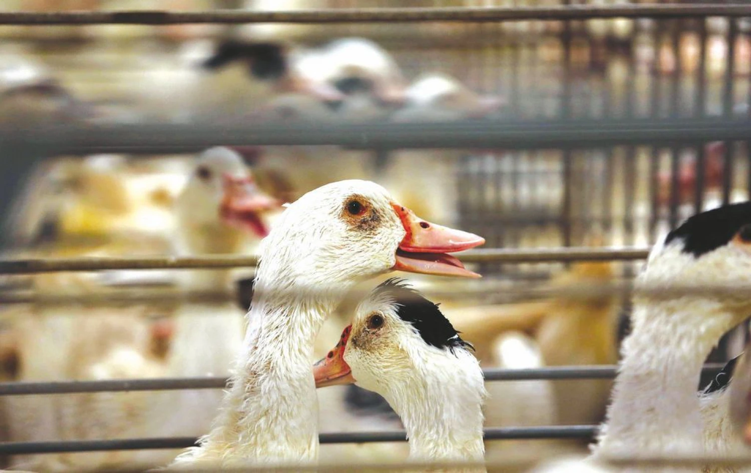 „Reuters“ / „Scanpix“ nuotr.
