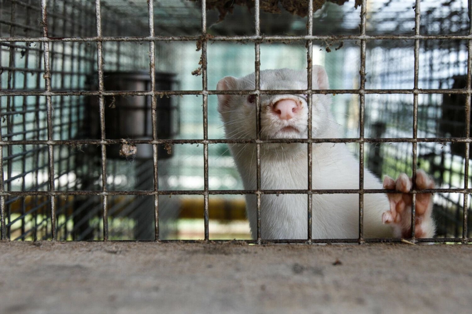 Eriko Ovčarenko (BNS) nuotr.