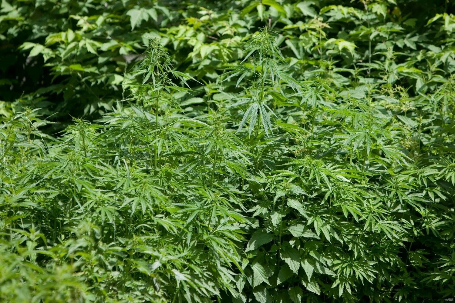 Juditos Grigelytės (VŽ) nuotr.