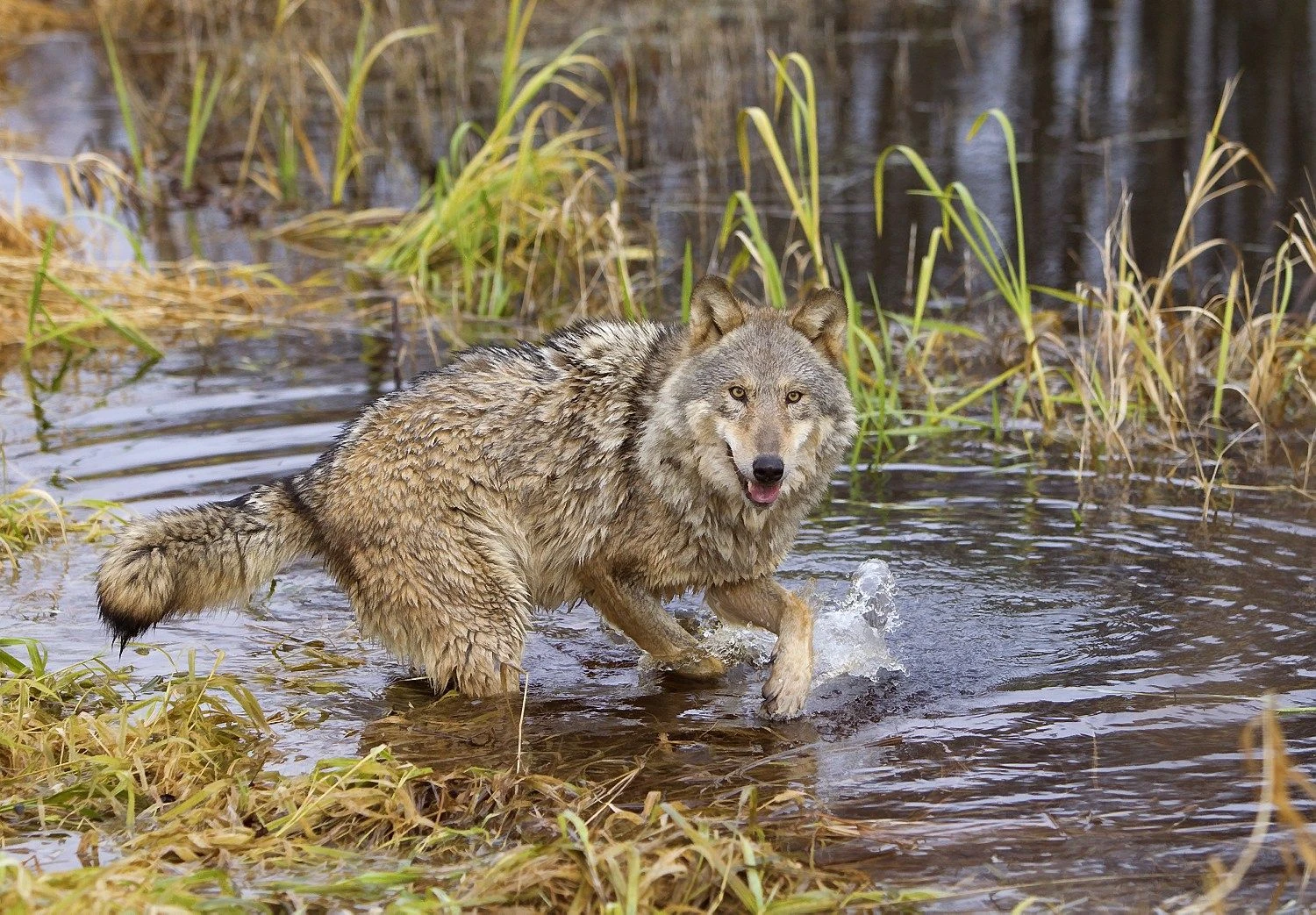 Vasily Fedosenko („Reuters“ / „Scanpix“) nuotr.