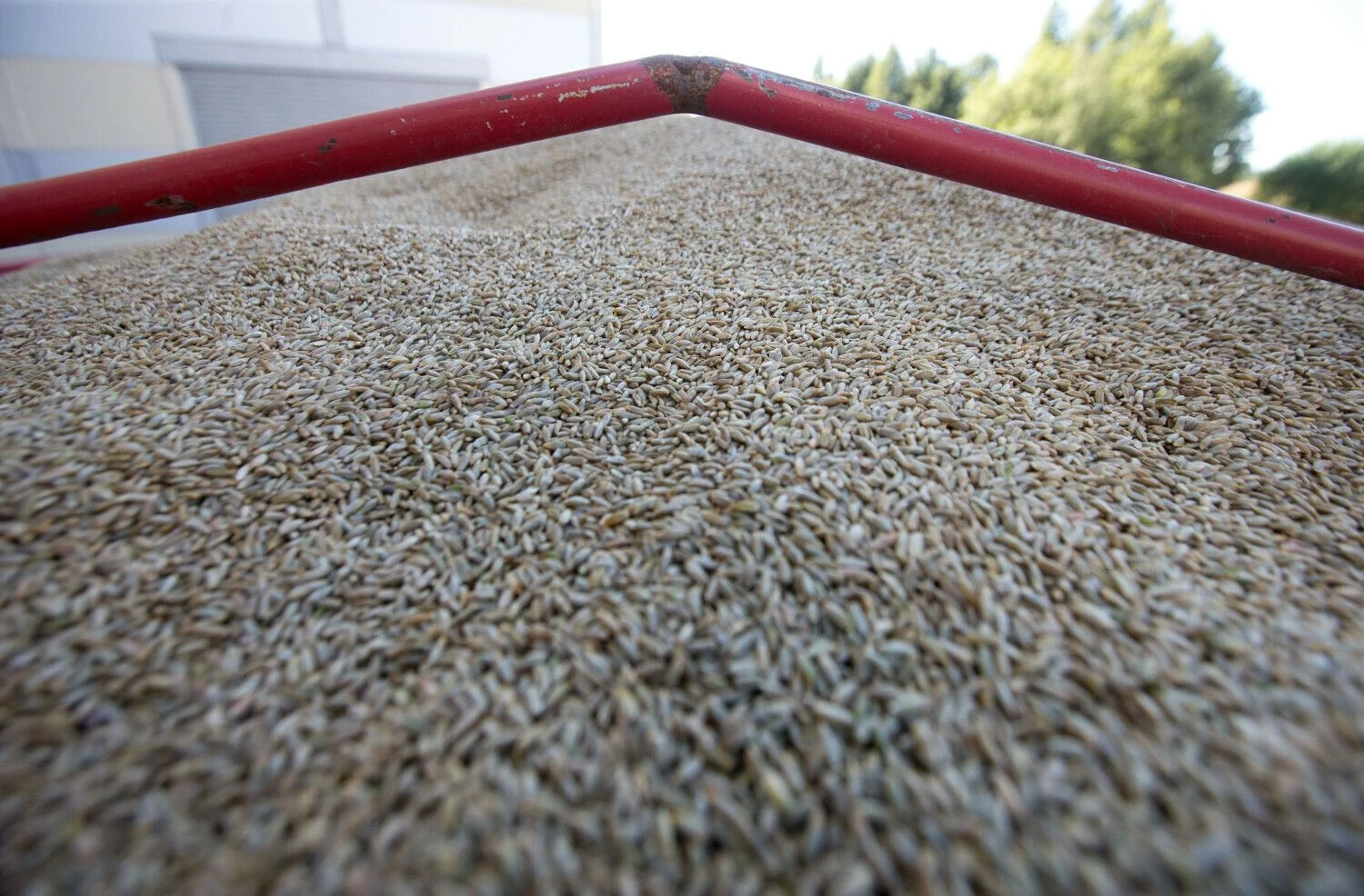 Juditos Grigelytės (VŽ) nuotr.