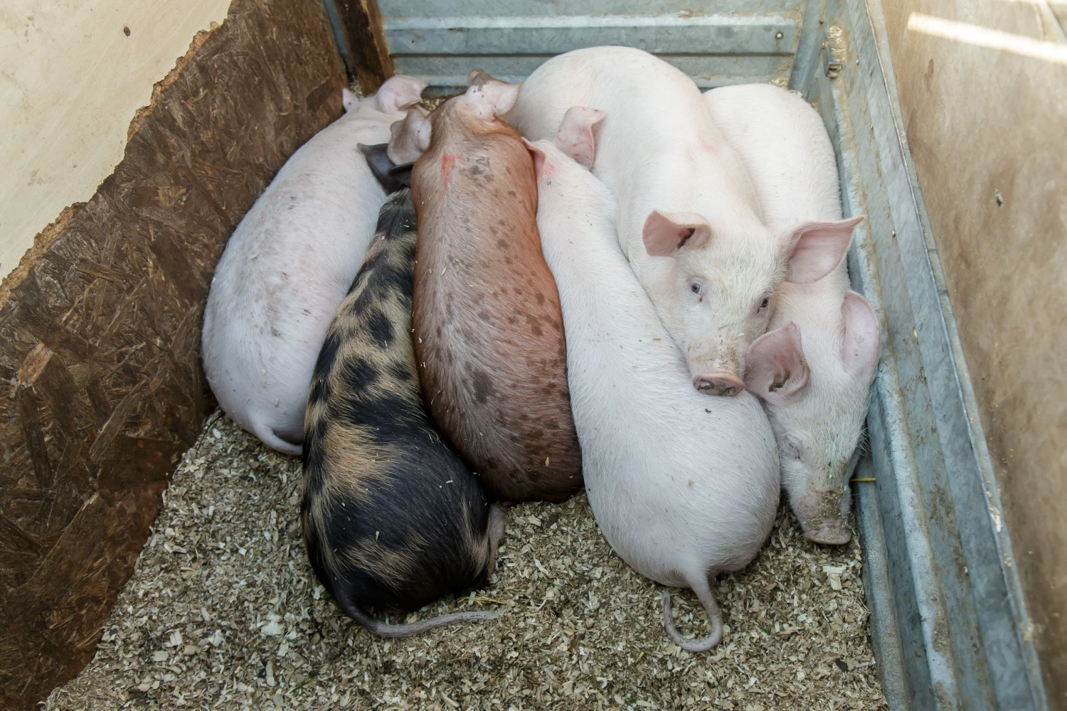 Formalus patekimas į III apsaugos zoną kompleksams reiškia 10% kritusias supirkimo kainas ir papildomas i6laidas biosaugai. Vladimiro Ivanovo (VŽ) nuotr.