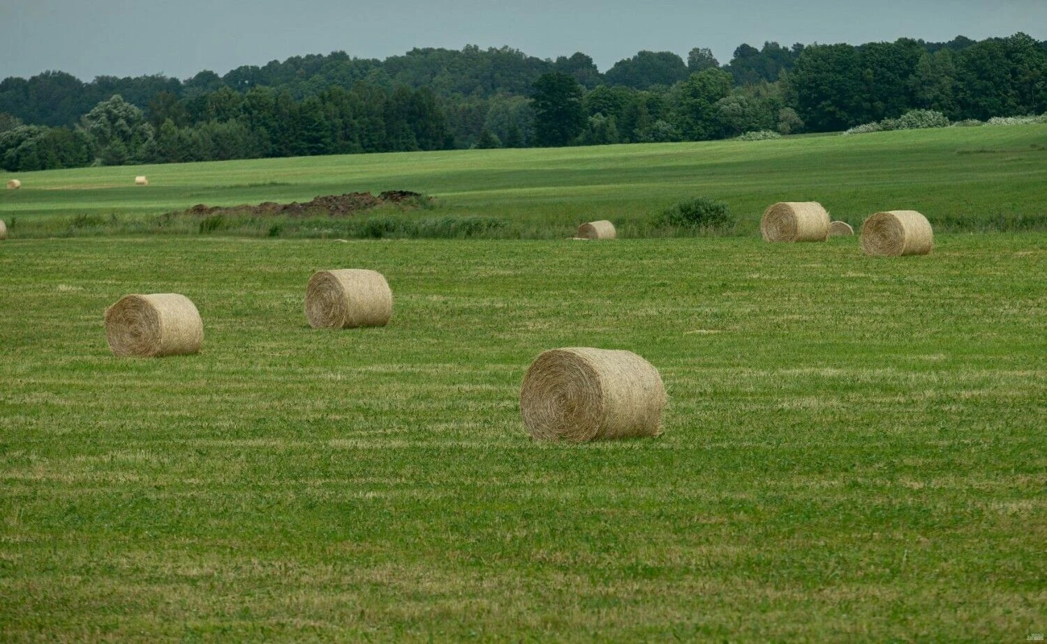 Juditos Grigelytės (VŽ) nuotr.