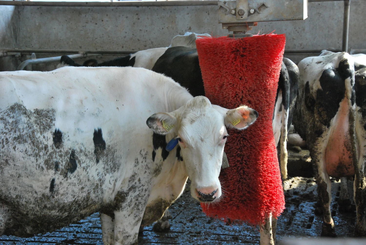 Indrės Sesartės (VŽ) nuotr.