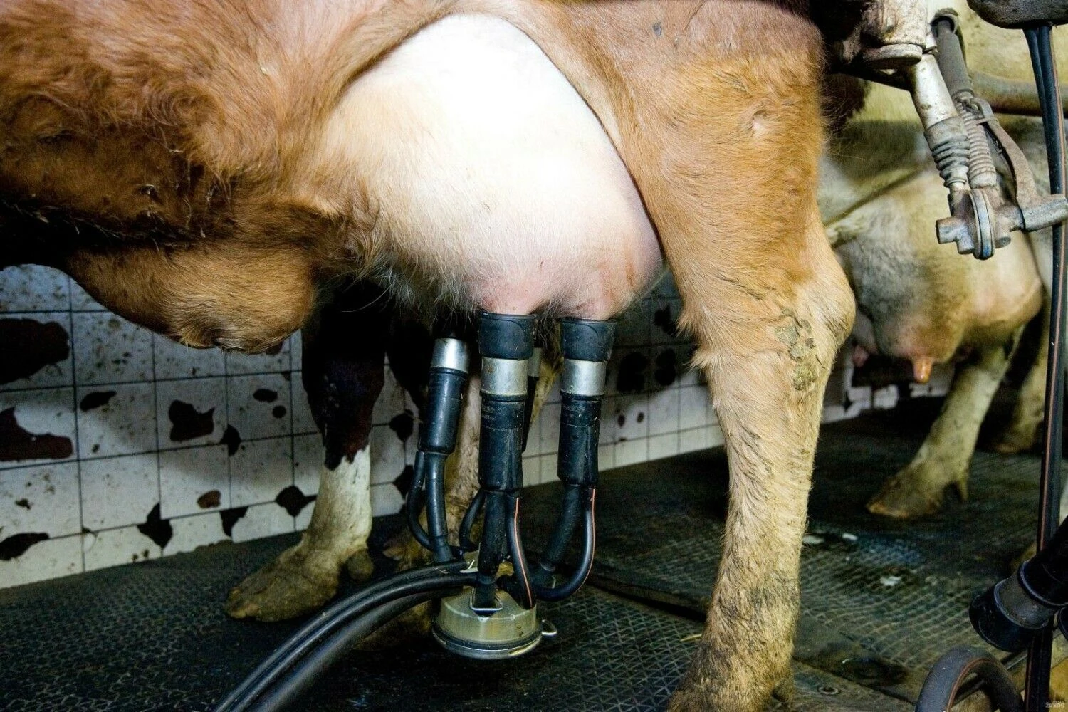 Juditos Grigelytės (VŽ) nuotr.