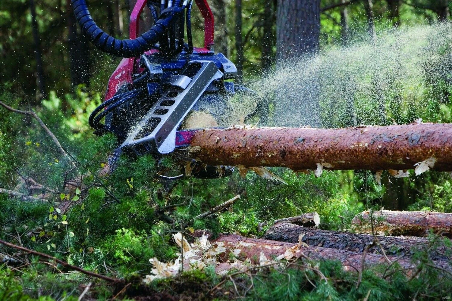 Juditos Grigelytės (VŽ) nuotr.