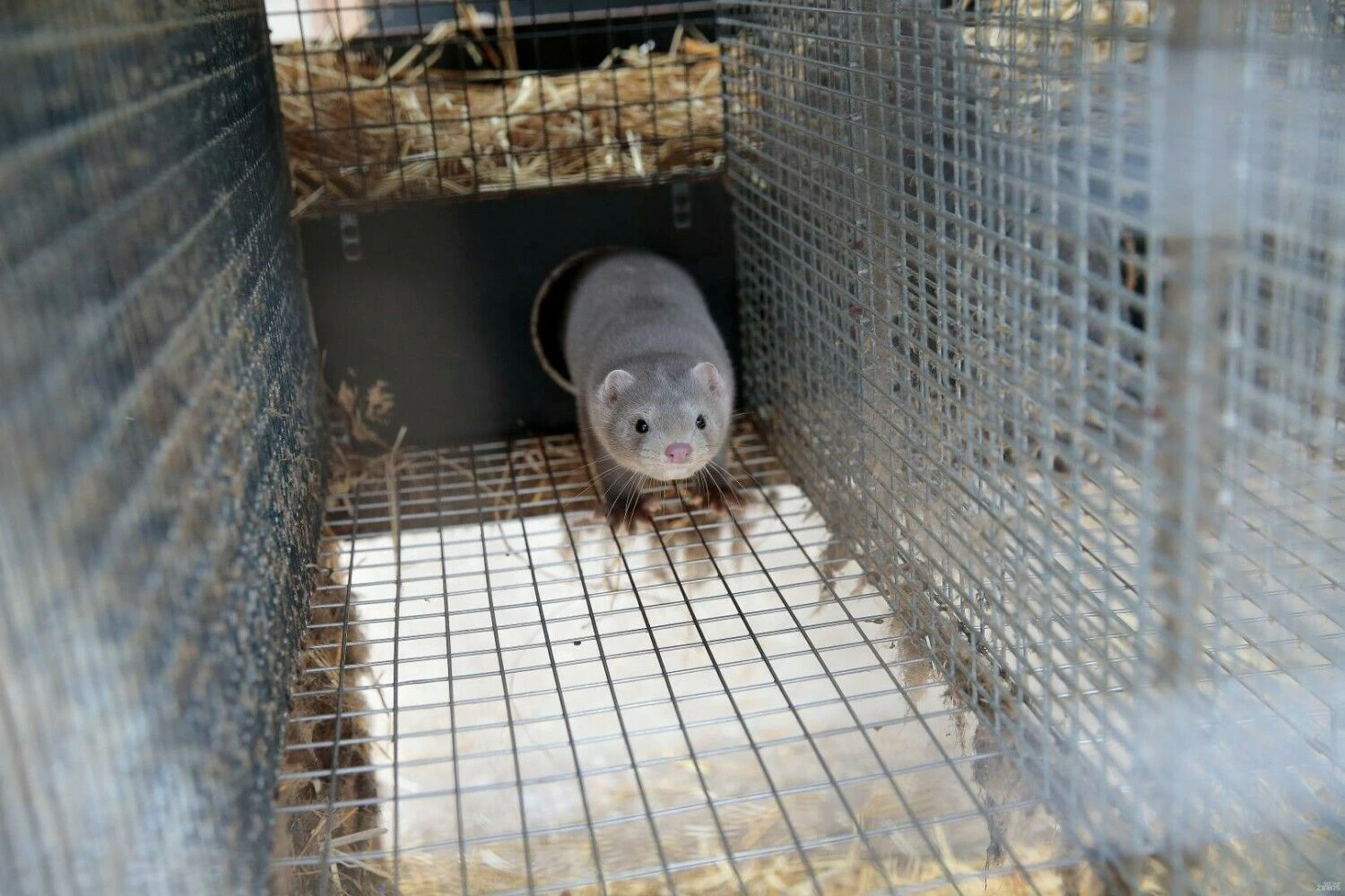 Vladimiro Ivanovo (VŽ) nuotr.