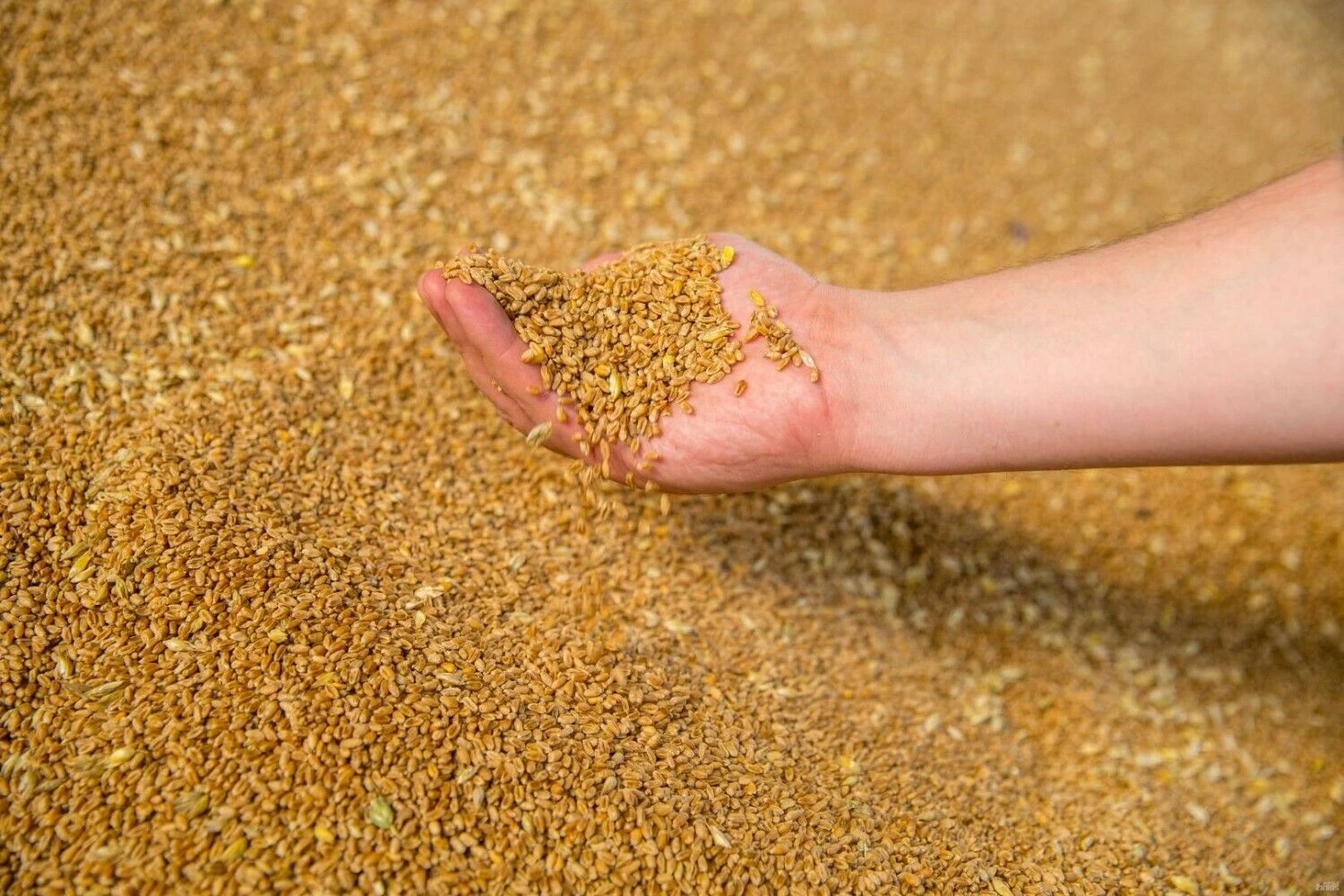 Vladimiro Ivanovo (VŽ) nuotr.