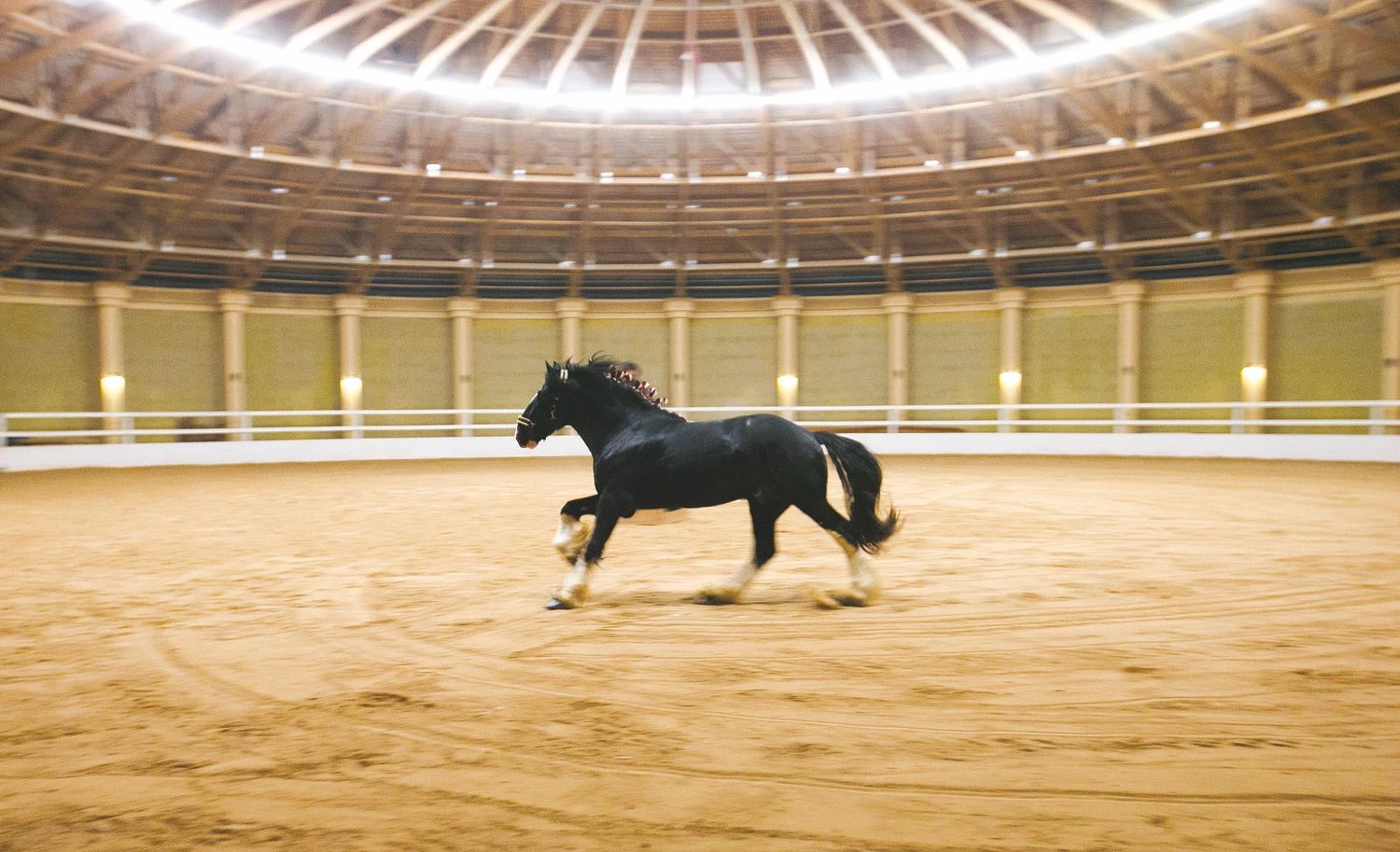  
Juditos Grigelytės (VŽ) nuotr.