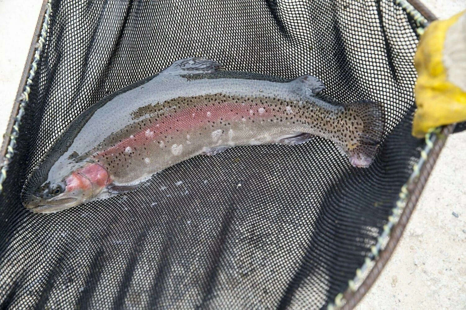 Vladimiro Ivanovo (VŽ) nuotr.