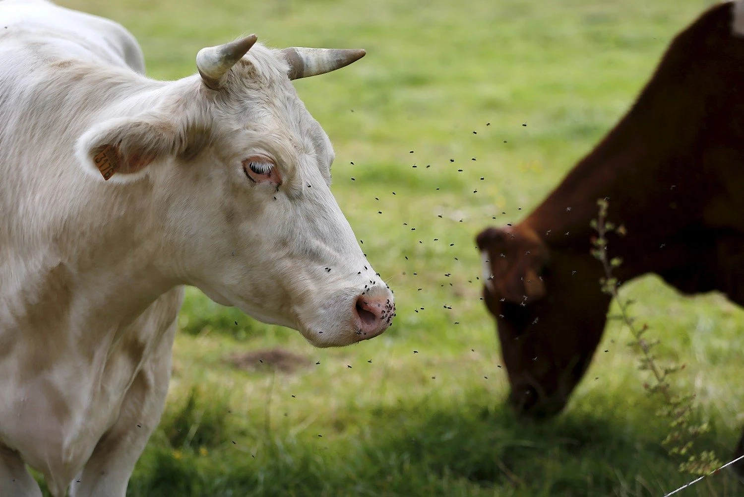 Francois Lenoir („Reuters“ / „Scanpix“) nuotr.