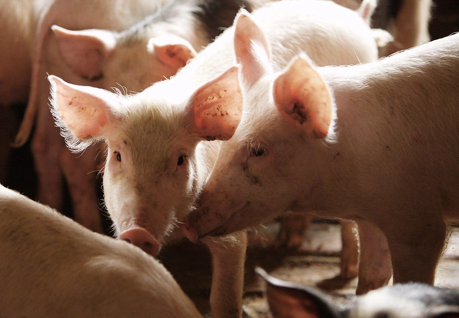 Igorio Egorovo („RIA Novosti“ / „Scanpix“) nuotr.