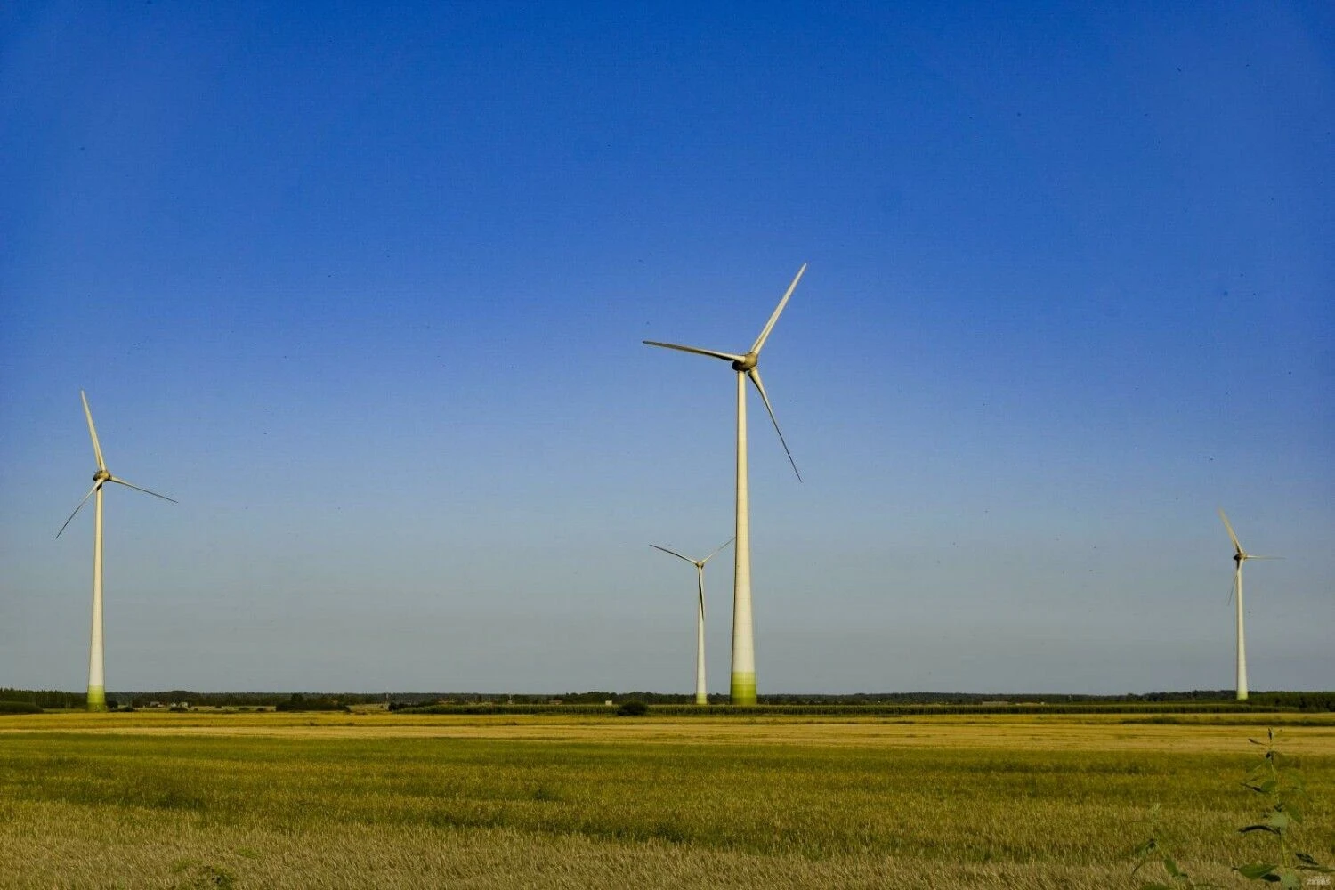 Algimanto Kalvaičio nuotr.