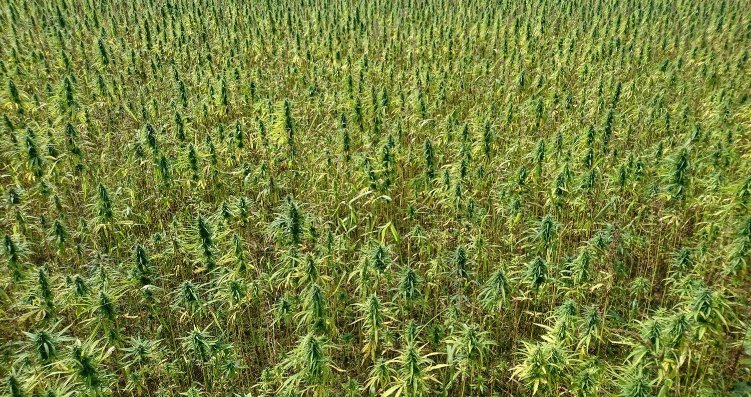 Kanapių laukas. Lino Butkaus (VŽ) nuotr.