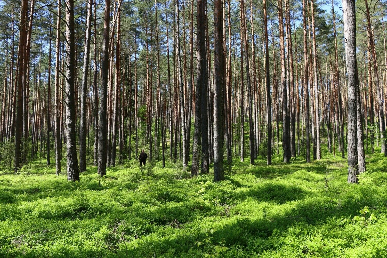 VMU sustabdė kirtimus visose šalies Europos ekologinio tinklo „Natura 2000“ teritorijose, kol bus suderintos ūkinės veiklos reikšmingumo vertinimo procedūros.