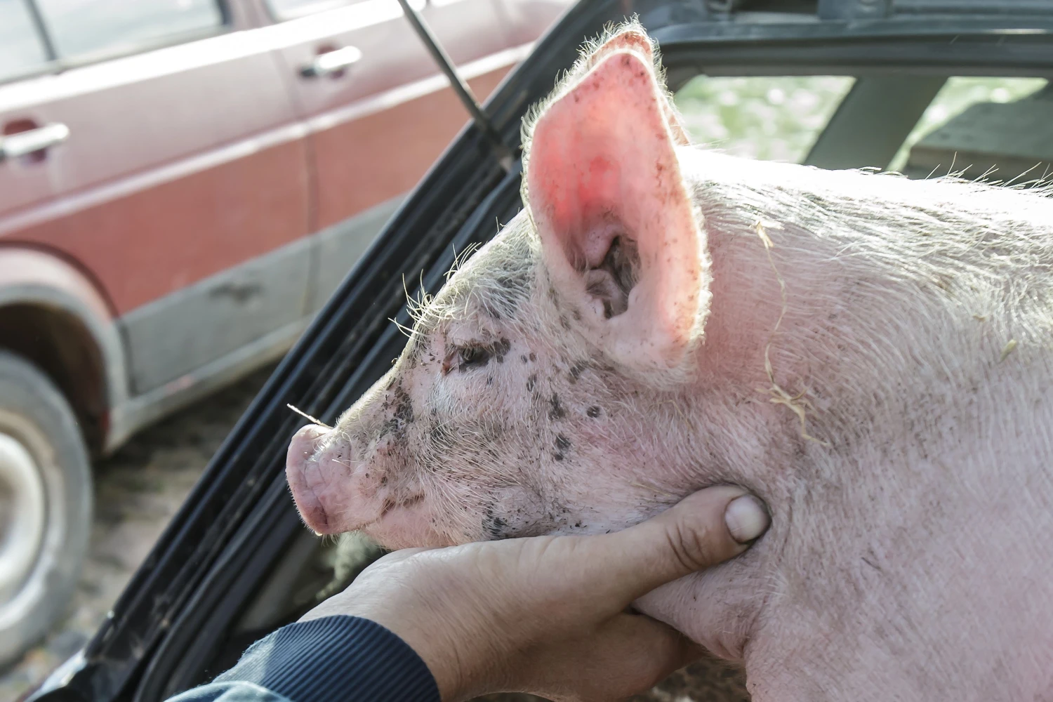 Vladimiro Ivanovo (VŽ) nuotr.