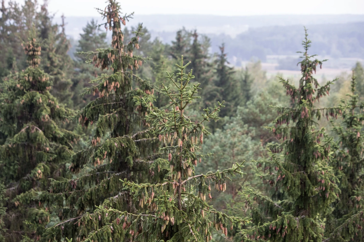Lietuvoje miško žemės kainos priklauso nuo medyno amžiaus, medžių aukščio, rūšinės sudėties. Jos  svyruoja nuo 500 EUR/ha iki 10.000 EUR/ha. Juditos Grigelytės nuotr.