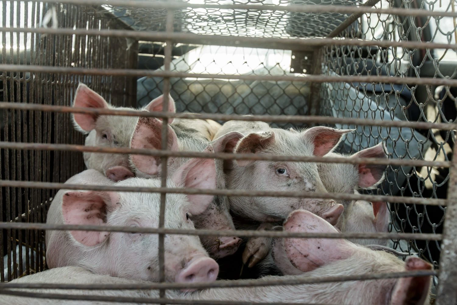 Vladimiro Ivanovo (VŽ) nuotr.