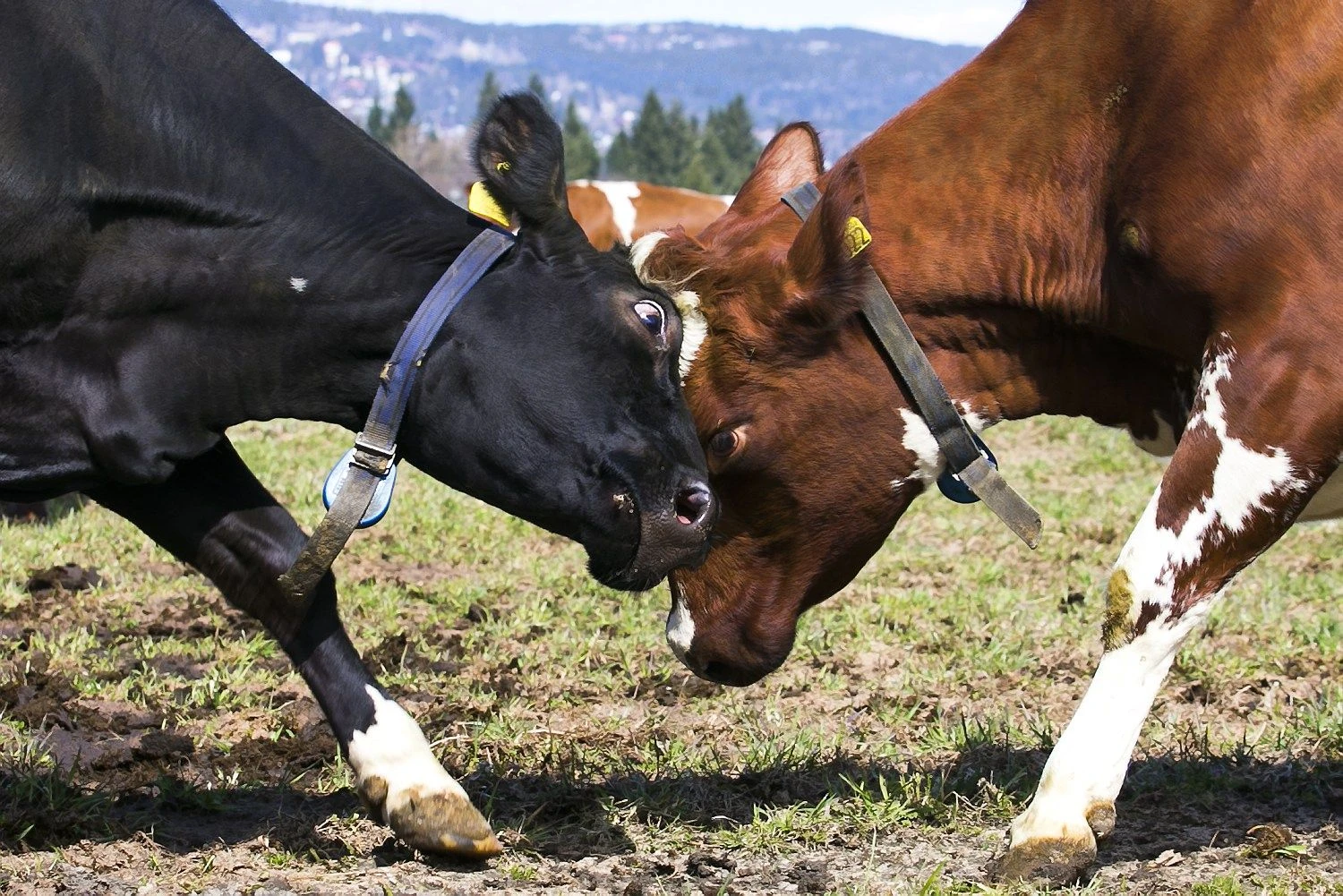 Heiko Junge („Scanpix“) nuotr.