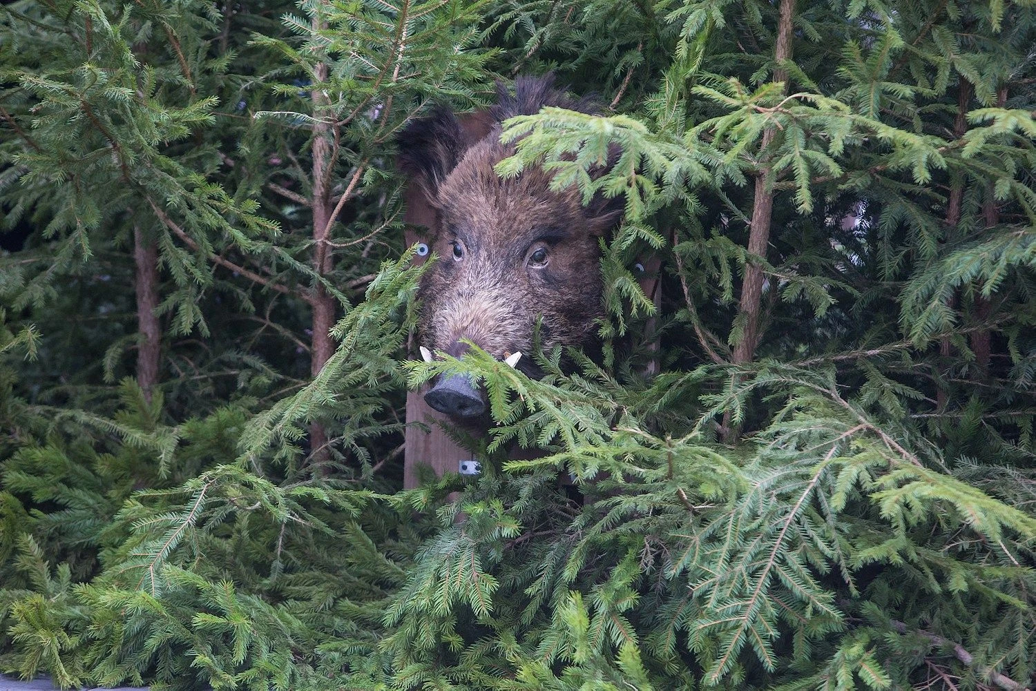 75% sumos, skirtos atsiskaityti su medžiotojais už sunaikintus šernus, davė ES. Likusi dalis iš nacionalinio biudžeto. Juditos Grigelytės nuotr.