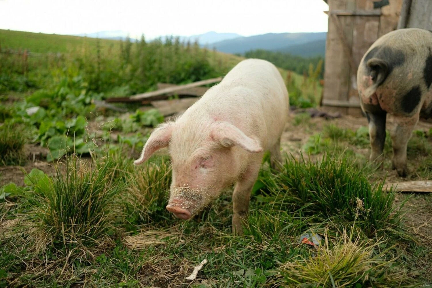 Vladimiro Ivanovo (VŽ) nuotr.