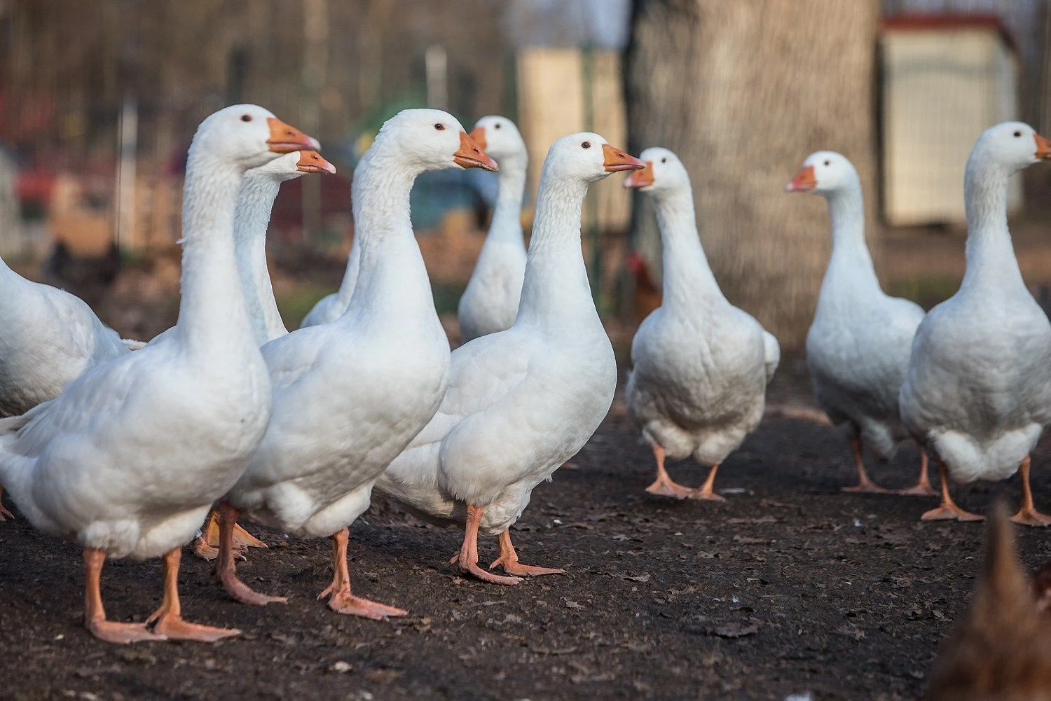 Juditos Grigelytės (VŽ) nuotr.