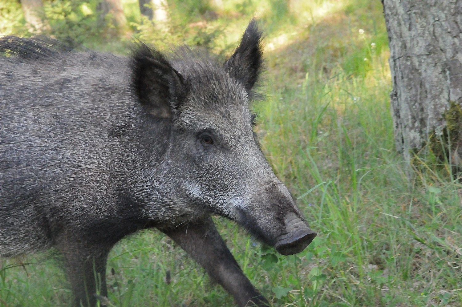 Aušros Barysienės (VŽ) nuotr.