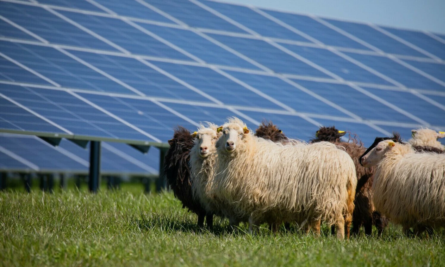 Saulės grąžos saulės parkas Kuršėnuose. Gražinos Dzedziukevič nuotr.