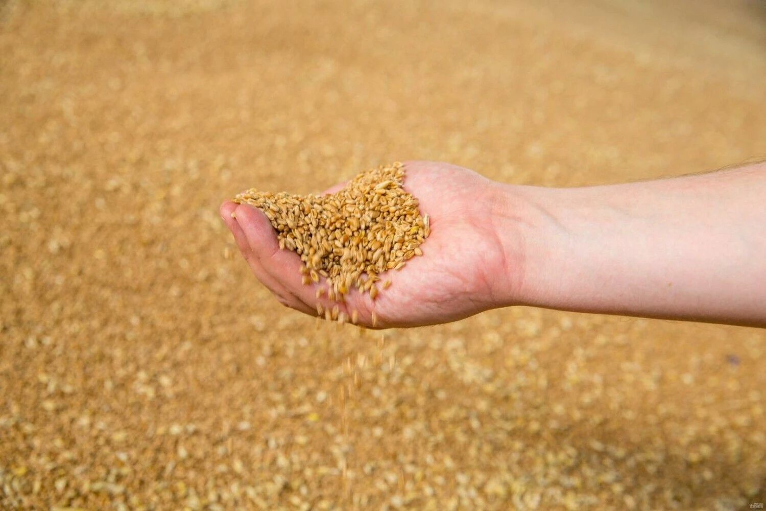 Vladimiro Ivanovo (VŽ) nuotr.