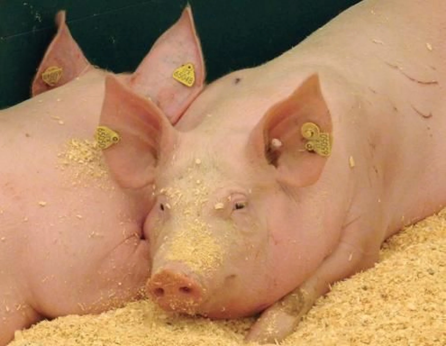 Augintojai apgailestauja, kad brangias veislines augintines tenka parduoti mėsai.