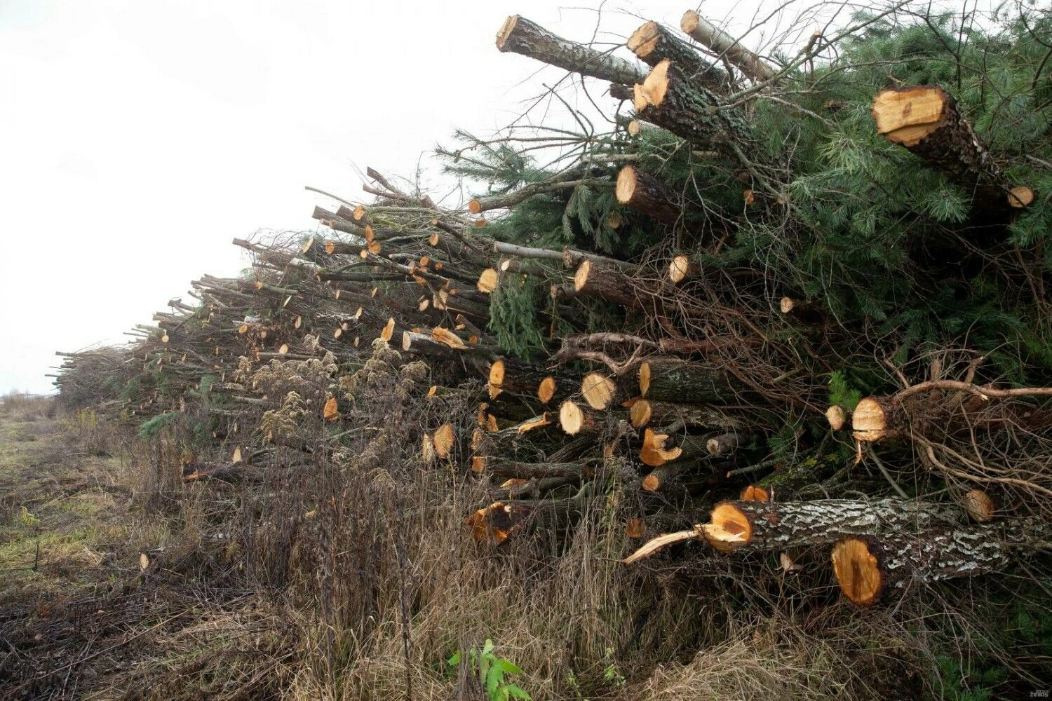 Iškirsti medžiai. Juditos Grigelytės (VŽ) nuotr.