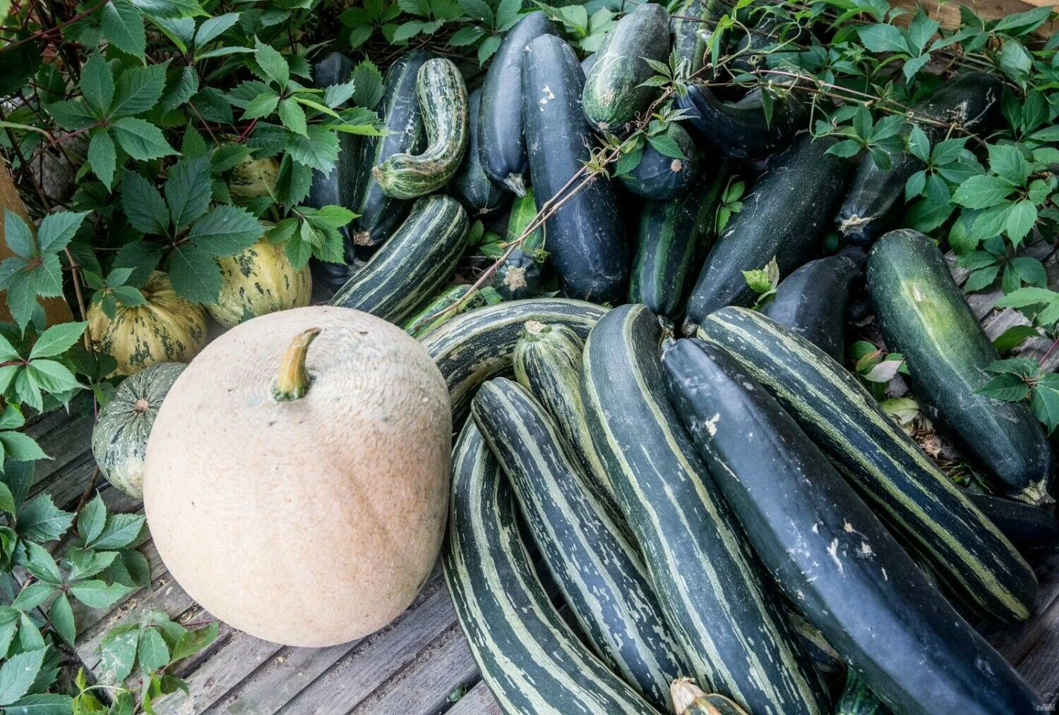 Juditos Grigelytės (VŽ) nuotr.