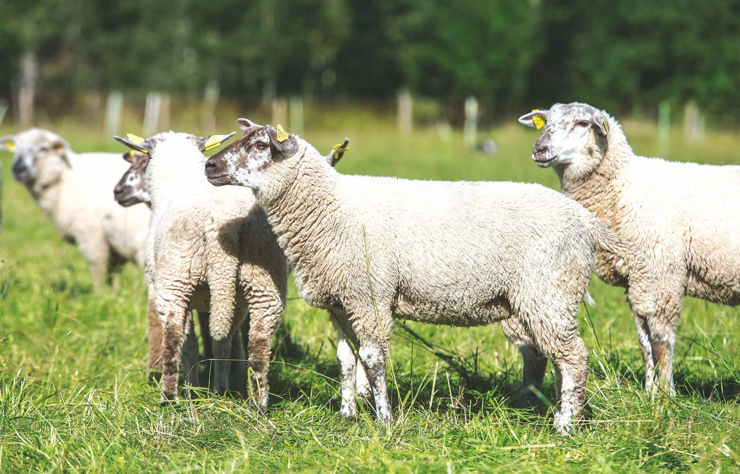 Juditos Grigelytės (VŽ) nuotr.