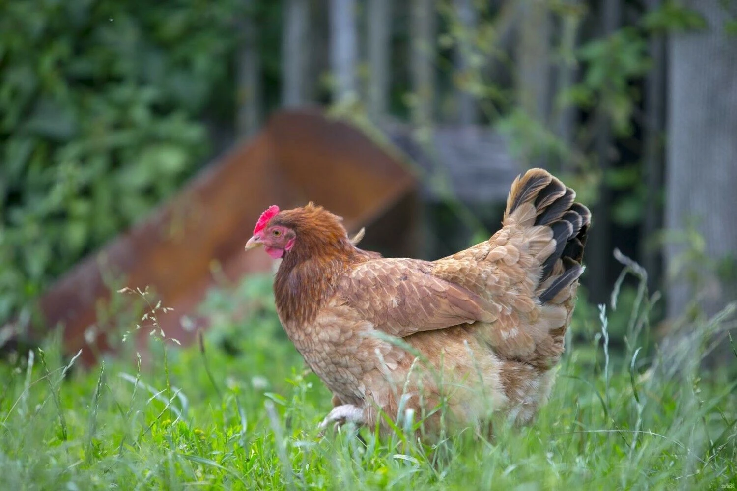 Vladimiro Ivanovo (VŽ) nuotr.