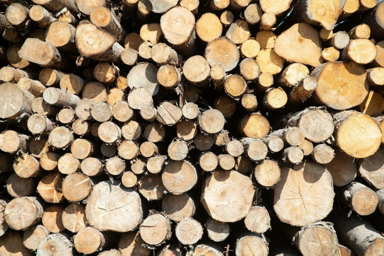 Vladimiro Ivanovo (VŽ) nuotr.