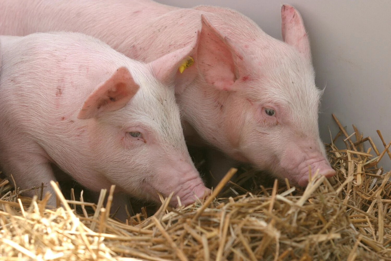 Andriaus Ufarto (BNS) nuotr.